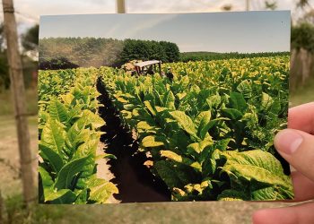 Tabacaleros: los vaivenes de un sector contado en primera persona