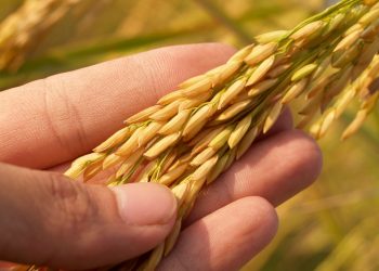 ACA y molinos donarán 30.000 Kg de arroz para atender a los sectores más vulnerables