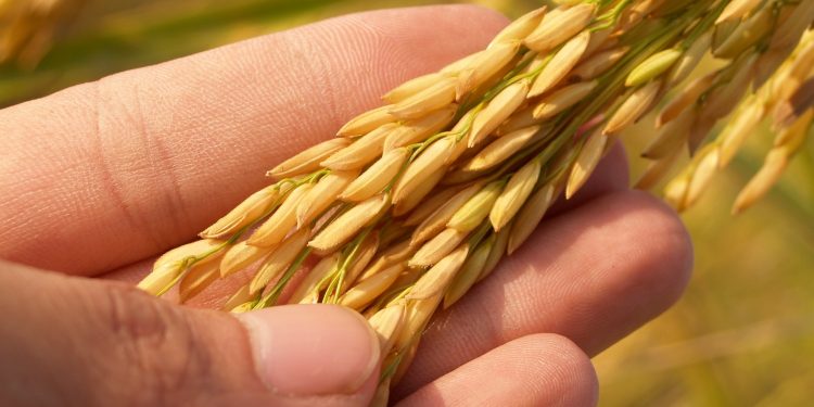 ACA y molinos donarán 30.000 Kg de arroz para atender a los sectores más vulnerables
