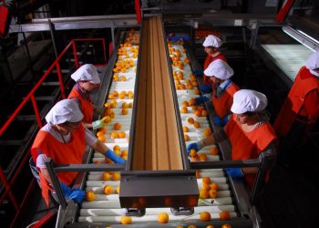 Colaboración de trabajadores, empresa y Estado encamina el citrus en la dirección correcta