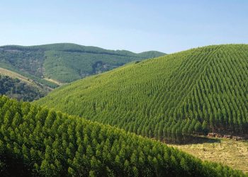 “Hay una disputa territorial del ganadero familiar con la expansión de la forestación”