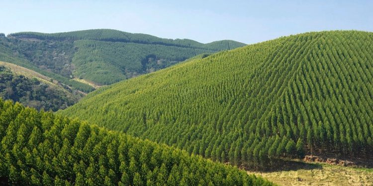 “Hay una disputa territorial del ganadero familiar con la expansión de la forestación”