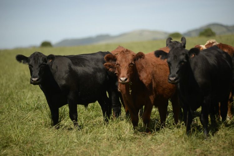 Marzo cerró con la lana valiendo US$ 51 centavos menos que al cierre de febrero