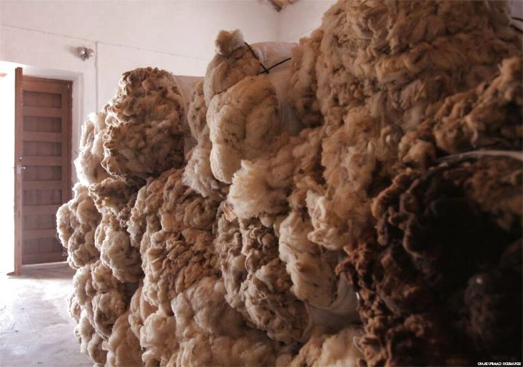 Marzo cerró con la lana valiendo US$ 51 centavos menos que al cierre de febrero