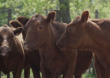 Los vacunos mantuvieron los valores de la semana pasada