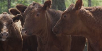 Los vacunos mantuvieron los valores de la semana pasada