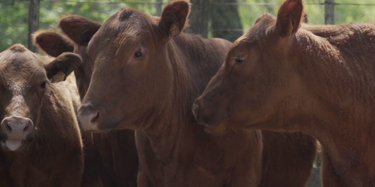 Los vacunos mantuvieron los valores de la semana pasada
