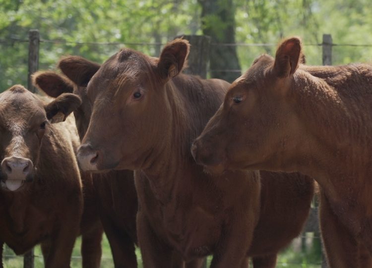 Los vacunos mantuvieron los valores de la semana pasada