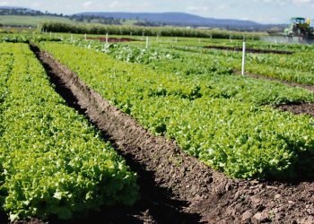 Diputado Cal presentó iniciativa  que busca el retorno al medio rural