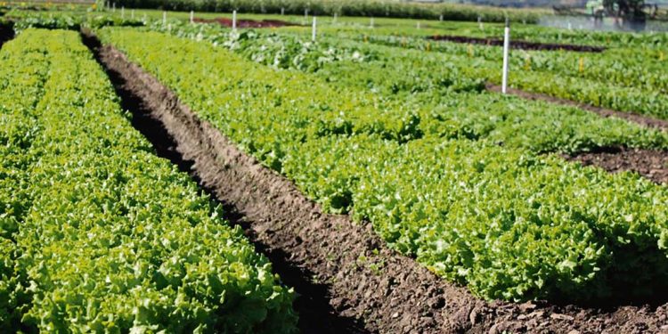 Diputado Cal presentó iniciativa  que busca el retorno al medio rural