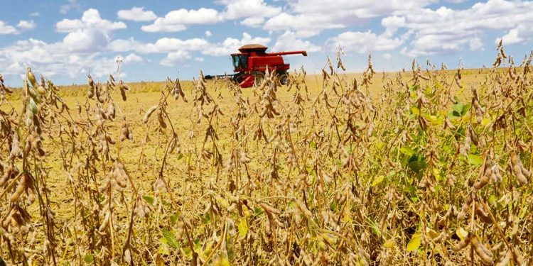 Soja: expectativa de rendimiento zona por zona