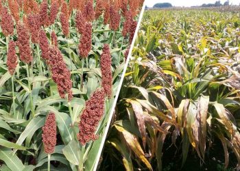 Sorgo, dos realidades sobre un mismo cultivo