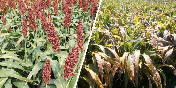 Sorgo, dos realidades sobre un mismo cultivo