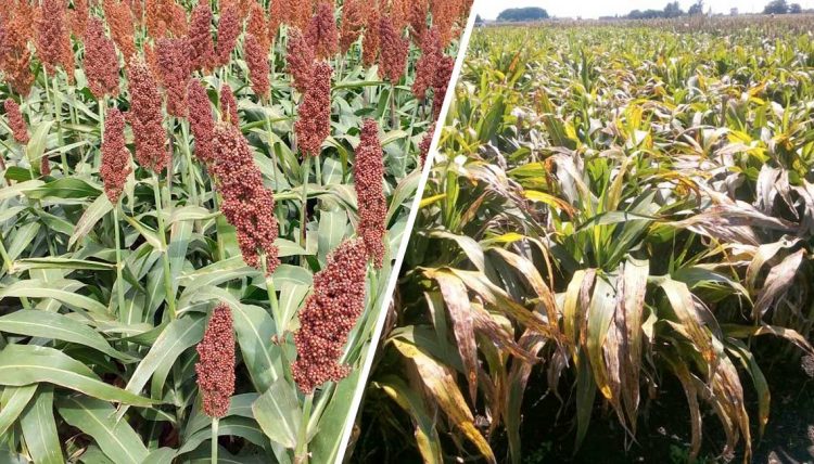 Sorgo, dos realidades sobre un mismo cultivo
