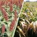 Sorgo, dos realidades sobre un mismo cultivo