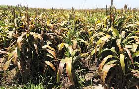 Sorgo, dos realidades sobre un mismo cultivo