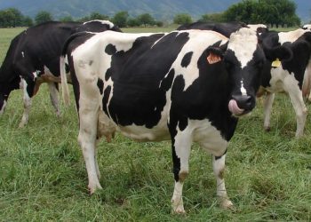 Leve baja de Fonterra (-0,1%)