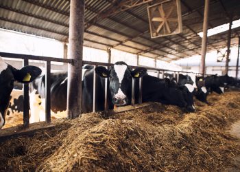 10 instituciones lecheras piden a Conaprole que ajuste el precio que paga al productor