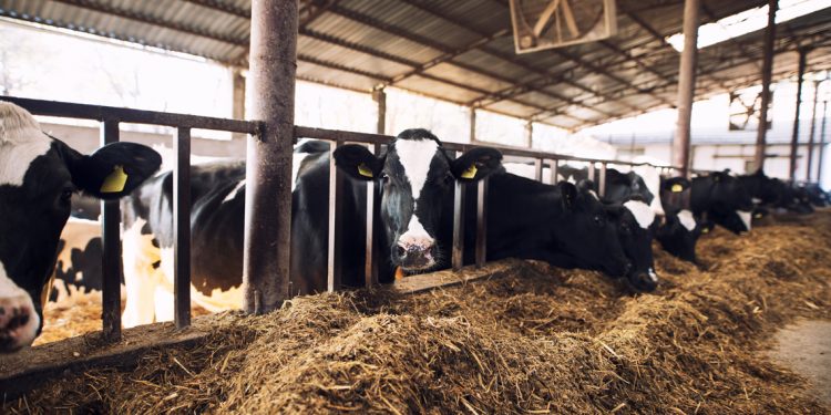 10 instituciones lecheras piden a Conaprole que ajuste el precio que paga al productor