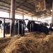 10 instituciones lecheras piden a Conaprole que ajuste el precio que paga al productor