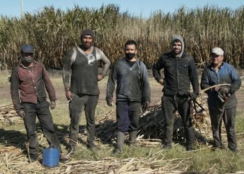 “La caña de azúcar es el motor productivo de todo Artigas”