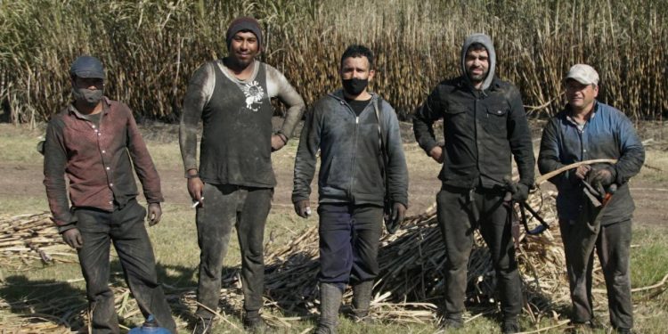 “La caña de azúcar es el motor productivo de todo Artigas”