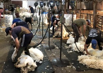 Esta semana, con disparidad de los valores por categoría, el precio de la lana se redujo levemente