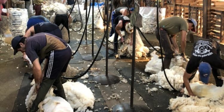 Esta semana, con disparidad de los valores por categoría, el precio de la lana se redujo levemente