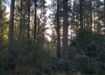 Denuncian que programa forestal en Nueva Zelanda desplaza a los productores de las zonas rurales