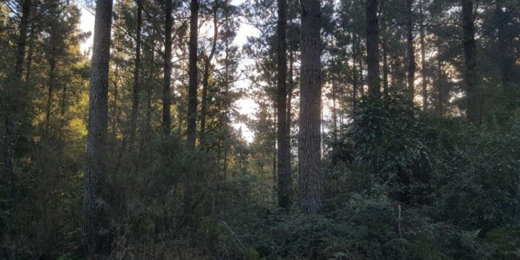 Denuncian que programa forestal en Nueva Zelanda desplaza a los productores de las zonas rurales