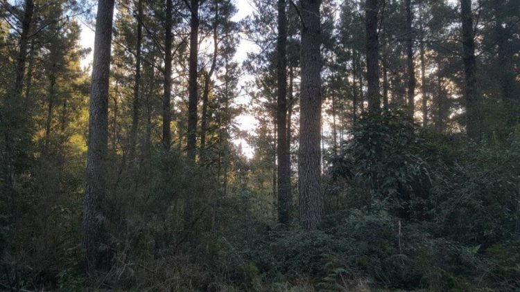 Denuncian que programa forestal en Nueva Zelanda desplaza a los productores de las zonas rurales