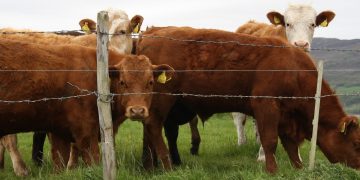 “El mercado mantiene firmeza en demanda y precios”