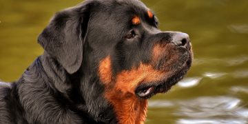 Los veterinarios cuestionaron el proyecto de ley sobre perros peligrosos