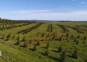 Productor de Tacuarembó logra silvopastoreo viable