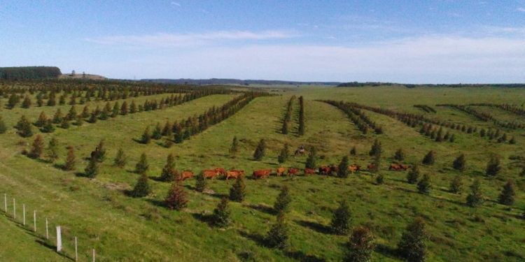 Productor de Tacuarembó logra silvopastoreo viable