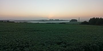 En un año de rendimientos malo, la soja sube a precios destacados