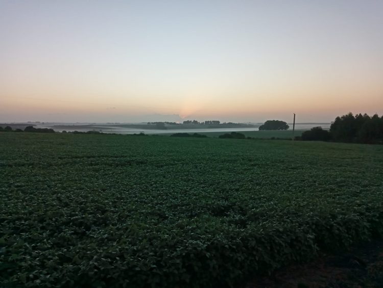 En un año de rendimientos malo, la soja sube a precios destacados