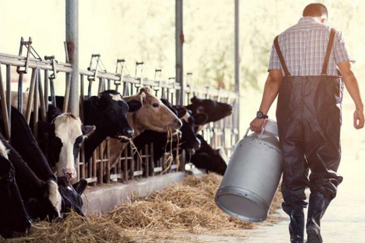 Exportaciones lácteas suben 12% en el primer cuatrimestre