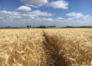 Área de principales cultivos de invierno podría crecer 100.000 ha