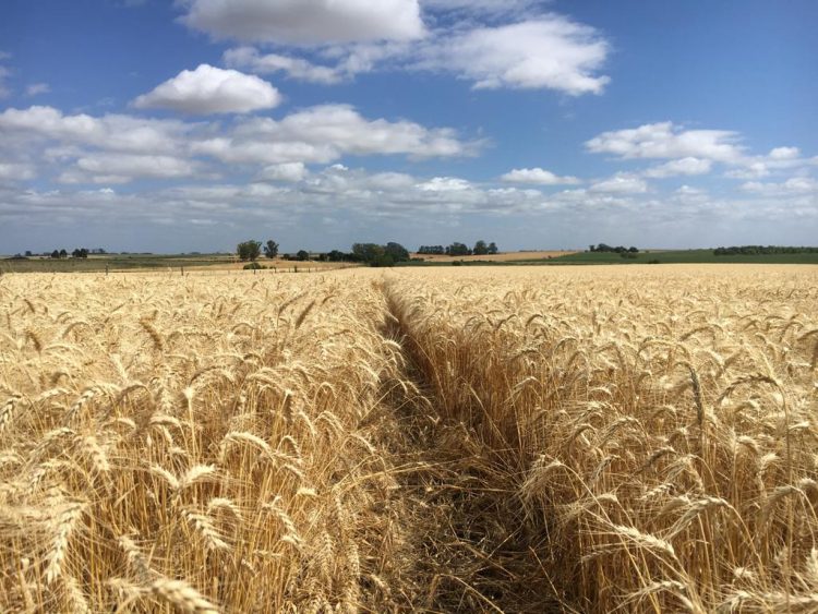 Área de principales cultivos de invierno podría crecer 100.000 ha