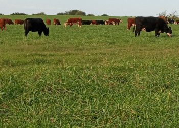 El otoño impulsó al alza los valores del ganado