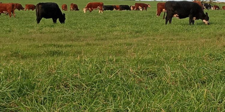 El otoño impulsó al alza los valores del ganado