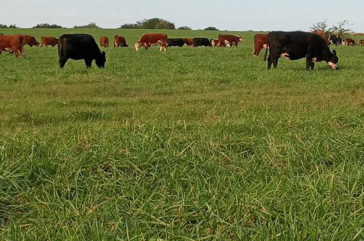El otoño impulsó al alza los valores del ganado