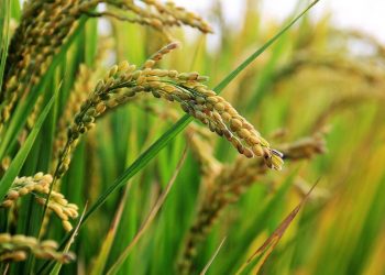 El arroz cerró la cosecha con un nuevo récord de 9.400 kilos por hectárea