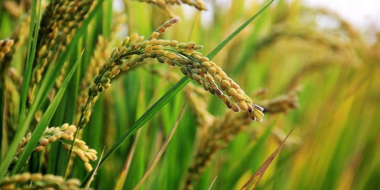 El arroz cerró la cosecha con un nuevo récord de 9.400 kilos por hectárea