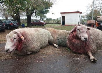 FR: falta la mirada de los productores en ámbitos de discusión sobre bienestar animal