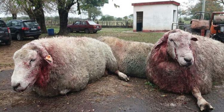 FR: falta la mirada de los productores en ámbitos de discusión sobre bienestar animal