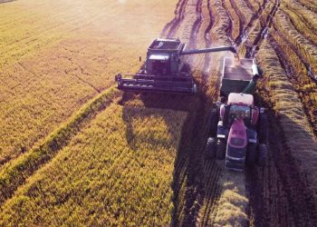 Cosecha de arroz supera el 95% del área nacional