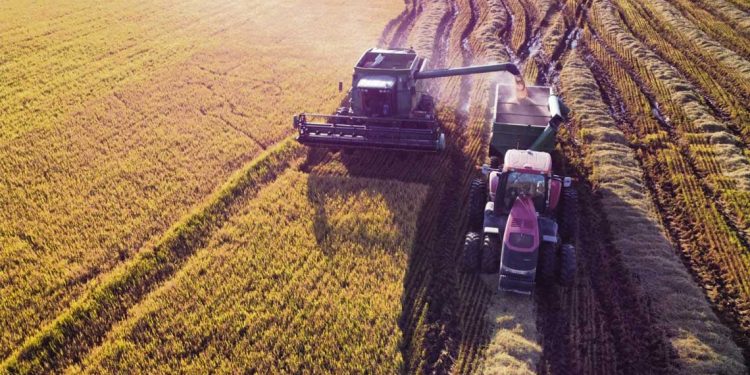 Cosecha de arroz supera el 95% del área nacional