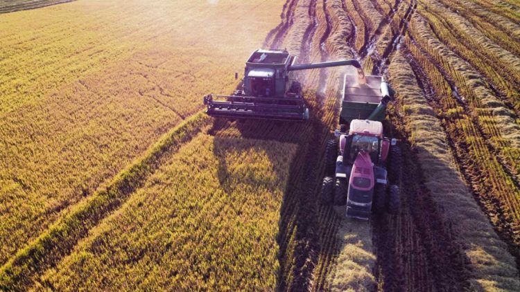 Cosecha de arroz supera el 95% del área nacional